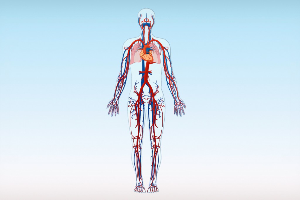 Blutgefäße des menschlichen Körpers – Arterien (rot) und Venen (blau)