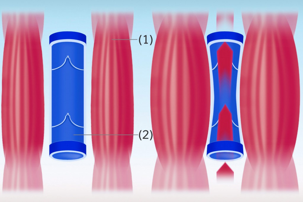 Muskelpumpe zum Transport des Blutes gegen die Schwerkraft zum Herzen – Muskel (1), Vene (2)